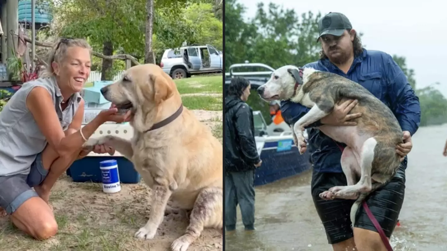 Aussie Legends Are Reuniting Flood Victims With Their Lost Pets