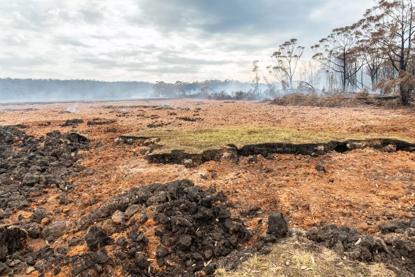 Black Summer bushfires,