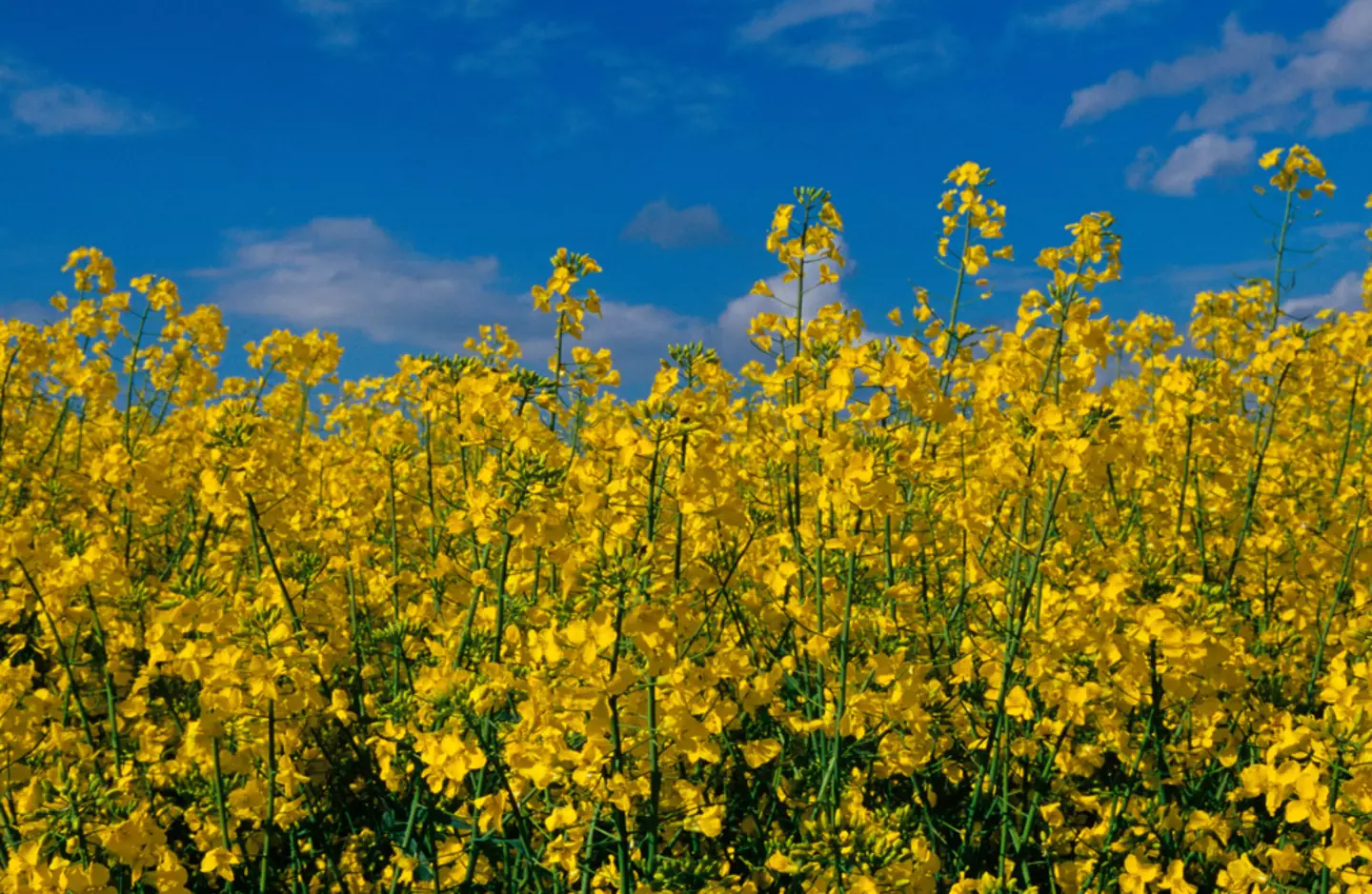 Hay fever sufferers know how difficult going outside during the summer months can be.