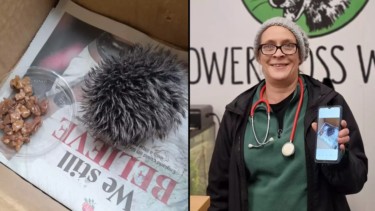 Woman nurses 'baby hedgehog' overnight only to discover it's actually a hat bobble