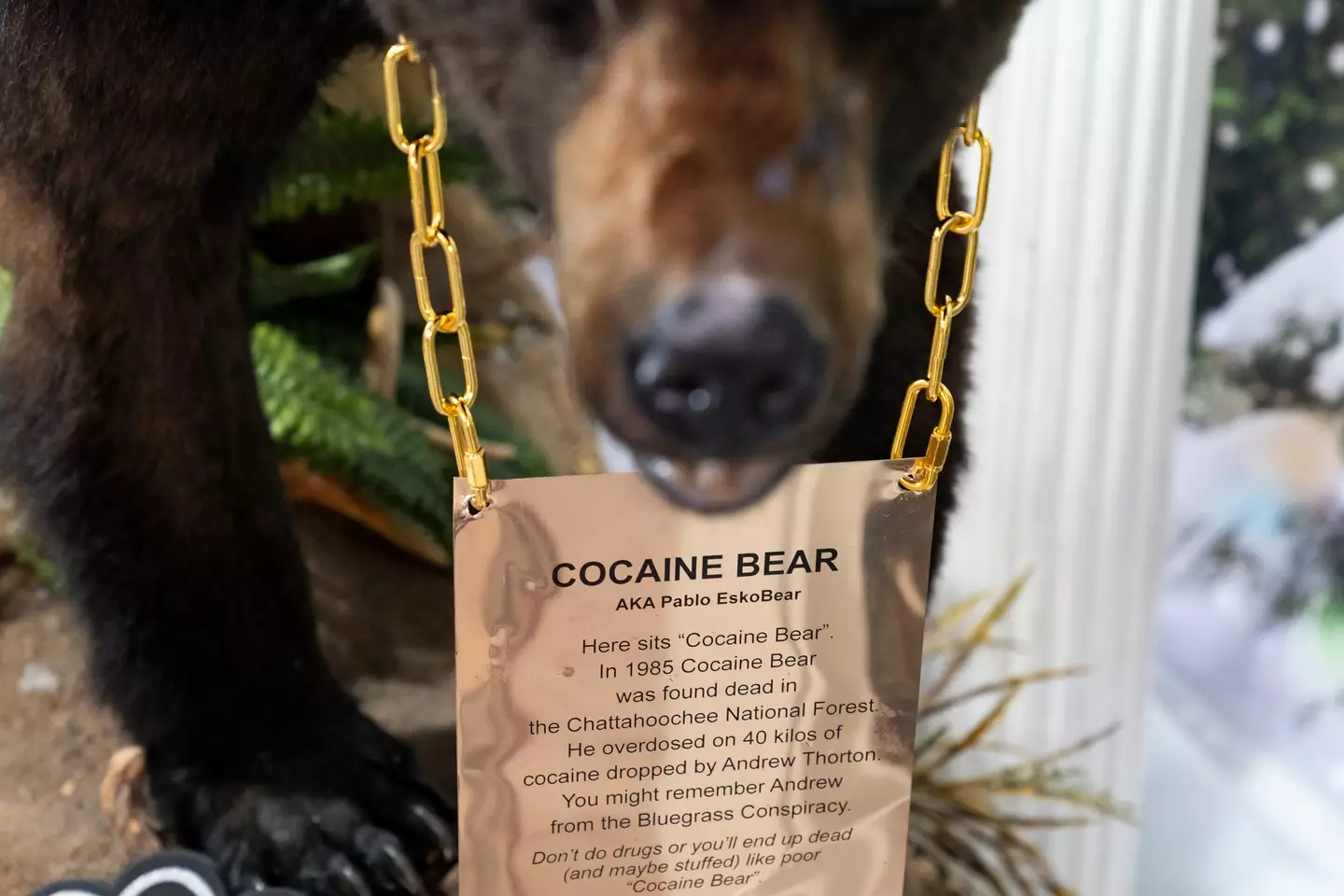 The warning around Pablo's neck (Washington Post via Getty Images)