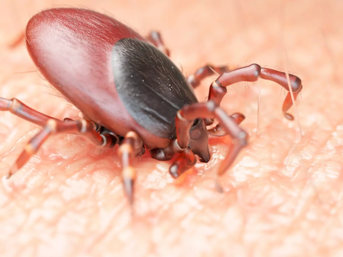 They are nasty little buggers. (Getty Stock Images)