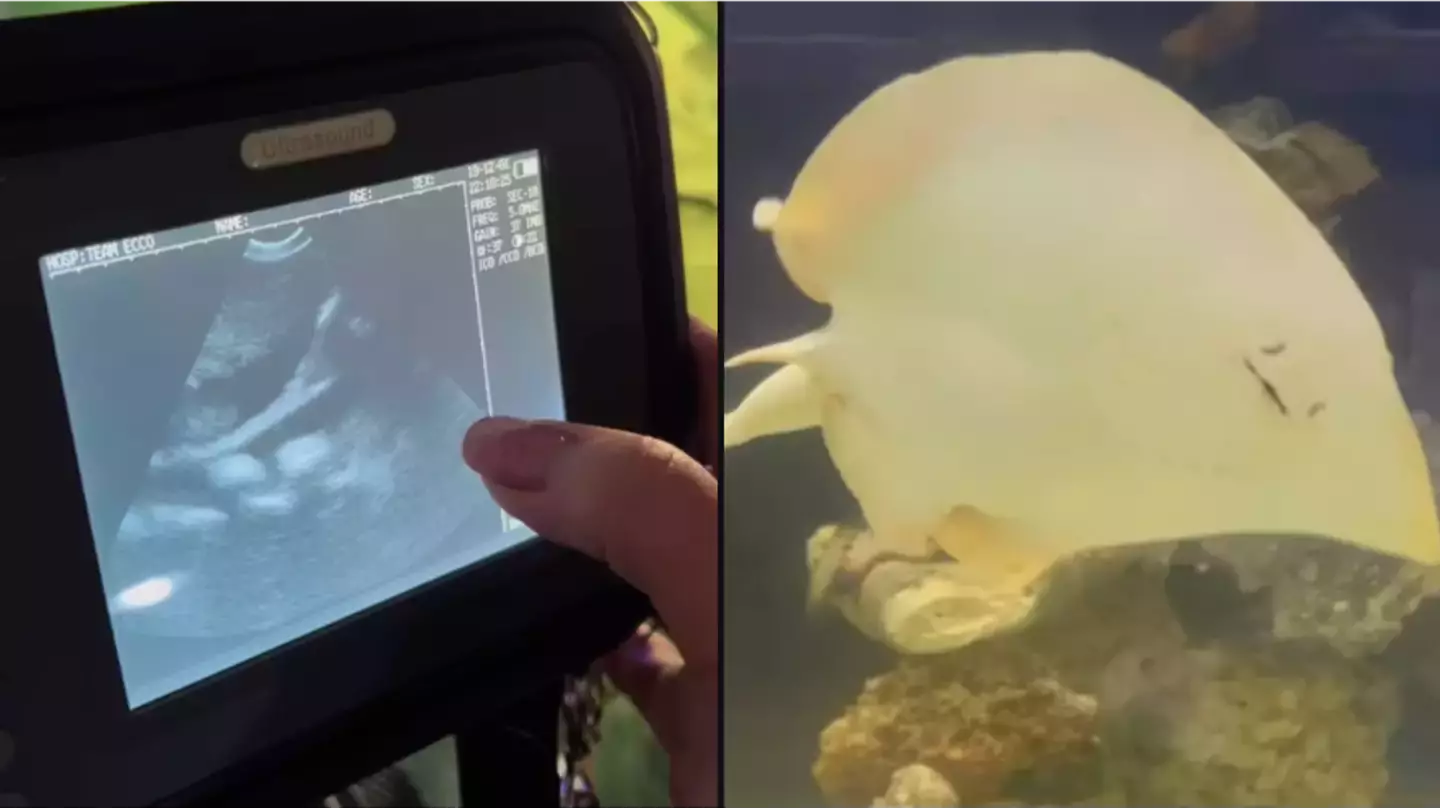 Mystery of sting ray who got pregnant with no other mates in her tank has been solved