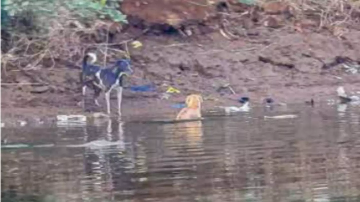 Researchers have said the footage could show ‘empathy’ from the crocodiles.