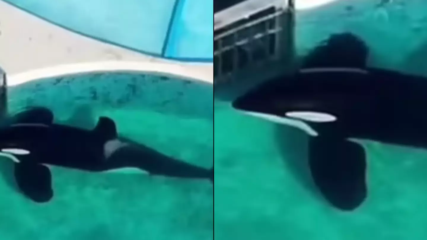 Heartbreaking timelapse shows 'world's loneliest orca' staring at gate for '24 hours straight' in aquarium