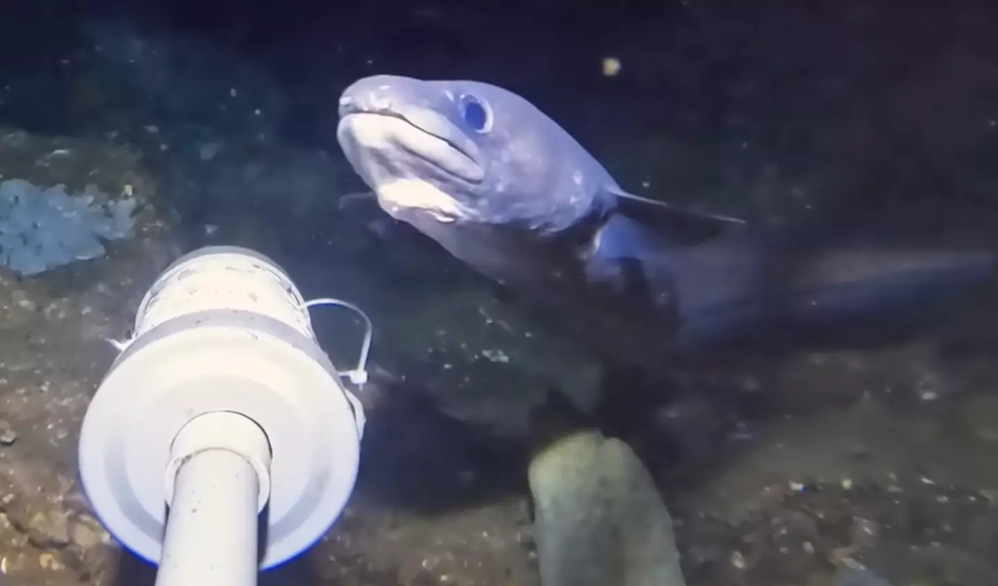 Alexa, play 'Under the Sea' from The Little Mermaid (YouTube/Barny Dillarstone)