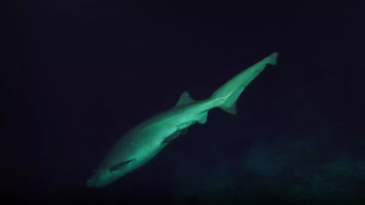 Deep sea scientists makes huge discovery at bottom of Pacific Ocean