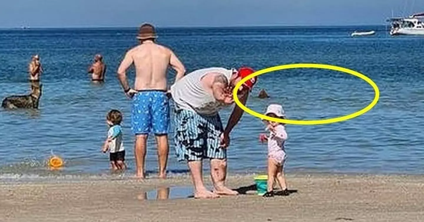 Is it a shark, whale, dolphin, sting ray, or none at all? I guess we'll never know (Facebook)