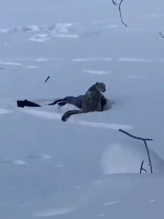 Chilling footage appears to show the big cat sat on the skier's head (X)