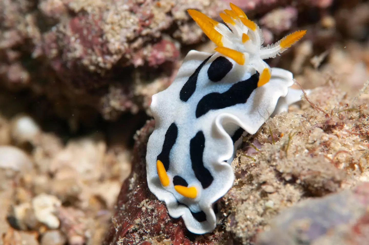 Sea Slugs come in all shapes and sizes.