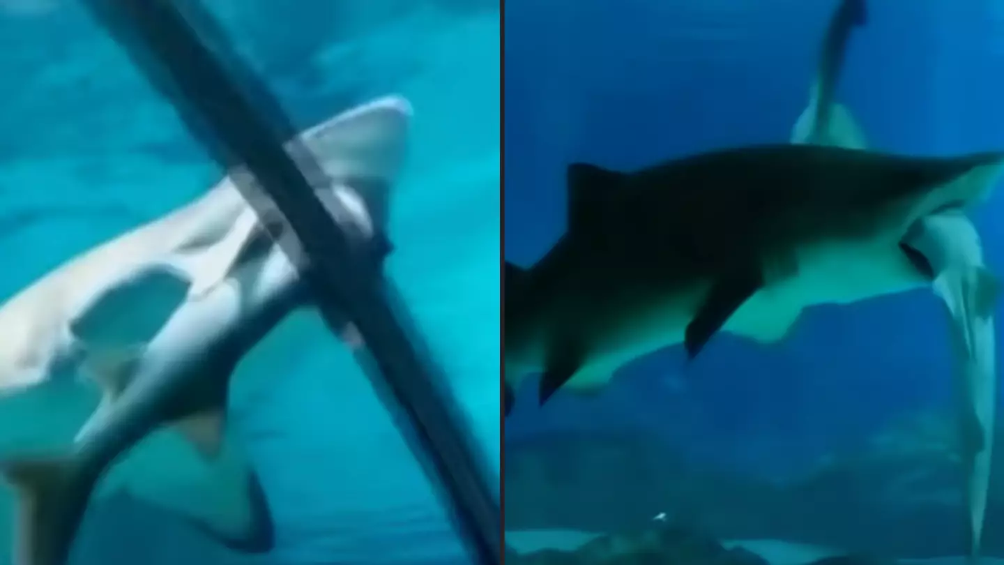 Shark eats another shark in horrific accident at aquarium