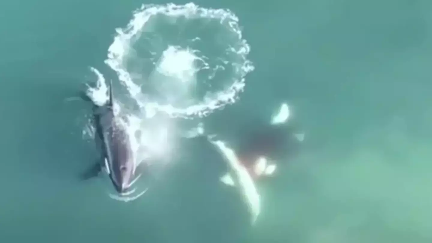 World's first aerial footage of killer whales hunting and killing great white sharks is nature at its scariest