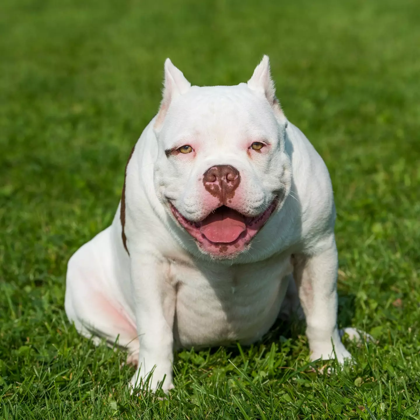 American Bully XLs may now be banned in the UK.