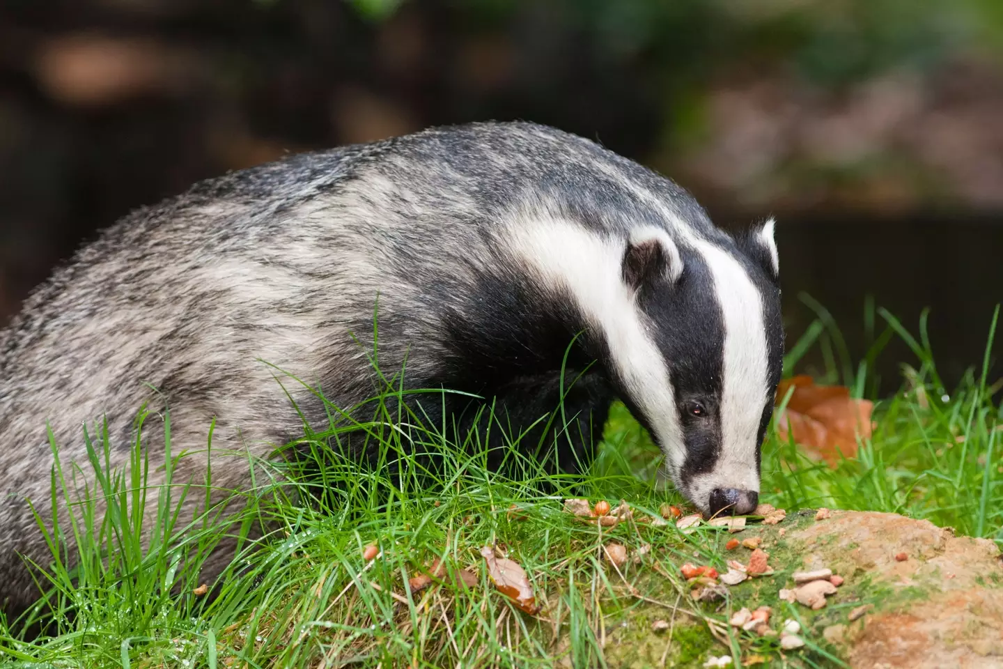 Badgers had been repeatedly digging up human remains from a nearby church and leaving them in Ann’s garden.