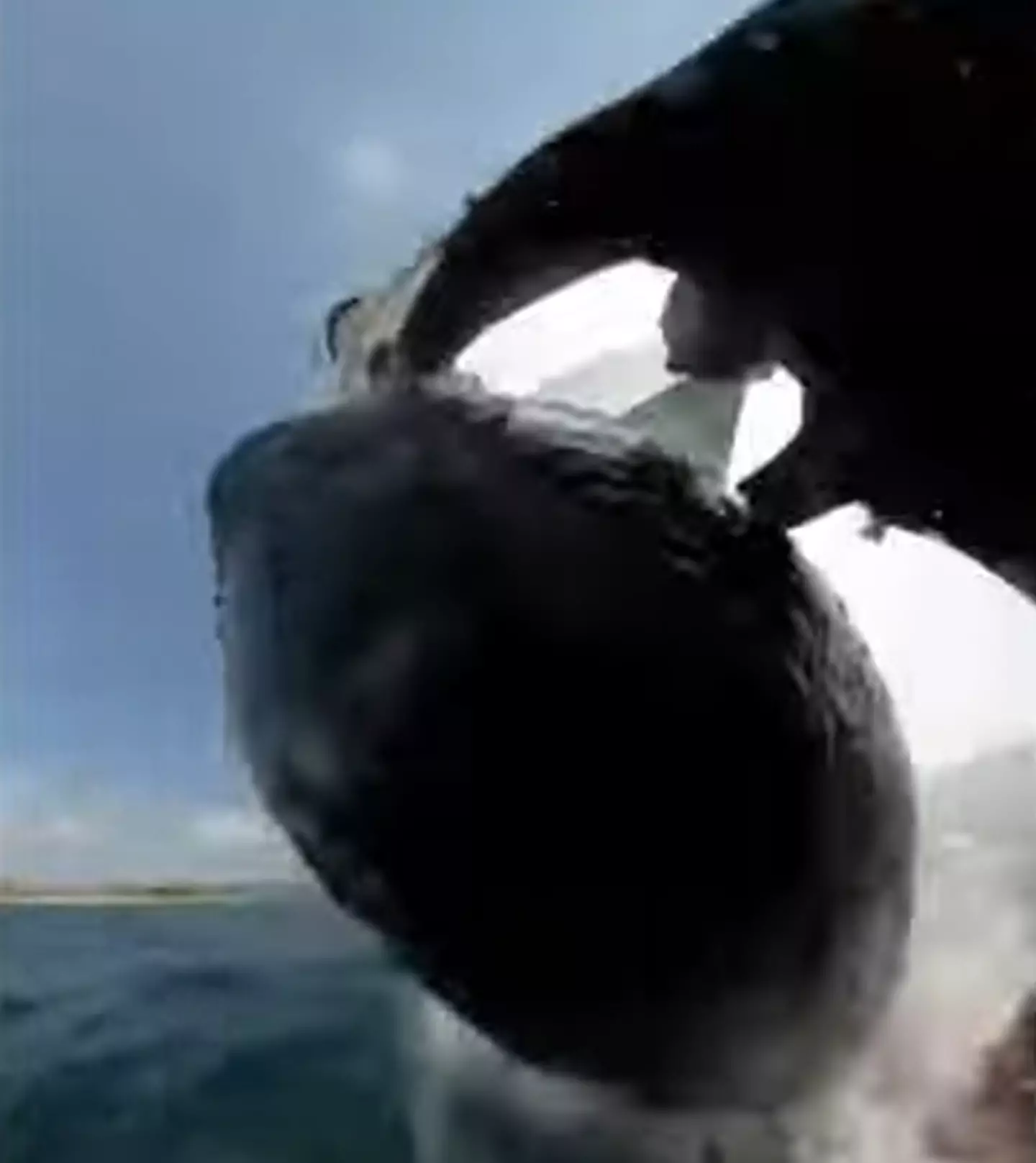 The surfer was heading back to shore when the whale crashed into him.