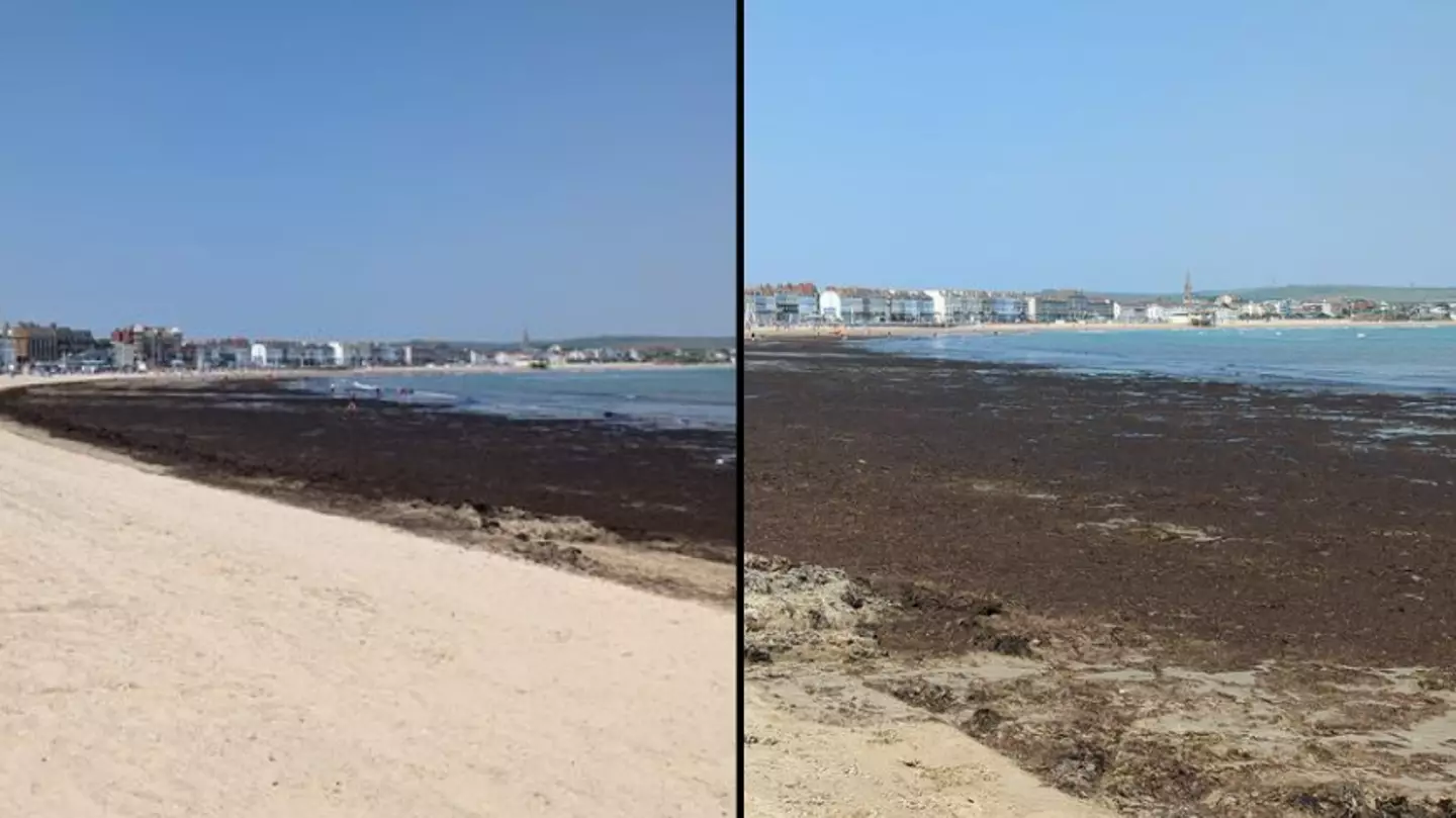 'Smelly seaweed barrier' puts tourists off visiting popular beach