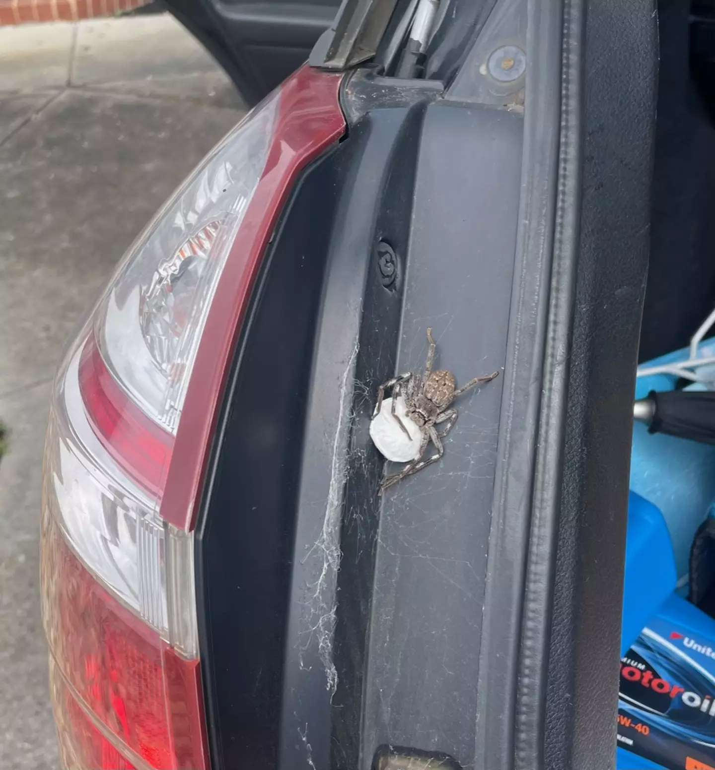Jared was greeted by an unwanted visitor when he opened his car boot.