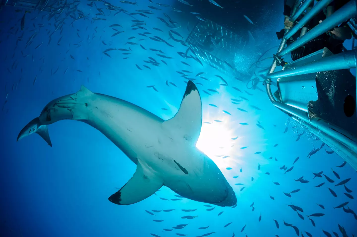 Have you ever noticed there aren't any in aquariums? (Getty stock photo)