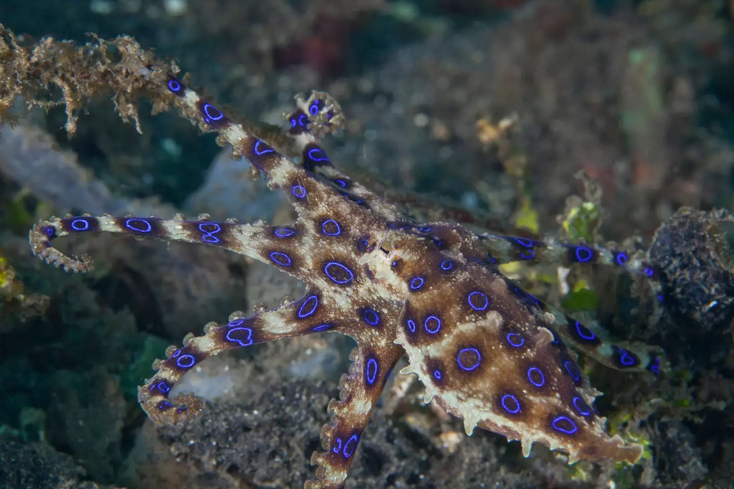 They get their name because the blue rings on their bodies.