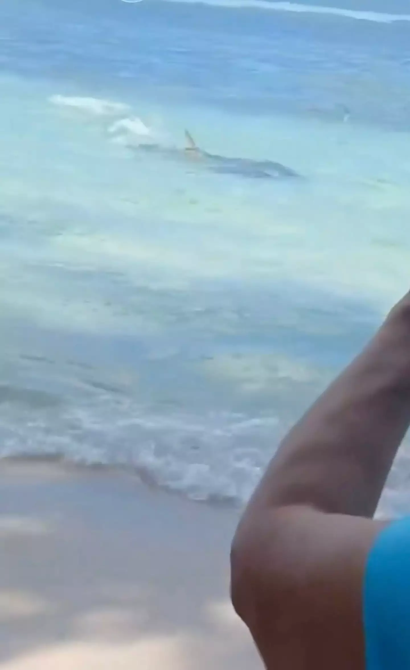 The shark ventured worryingly close to the shoreline as tourists watched in horror.