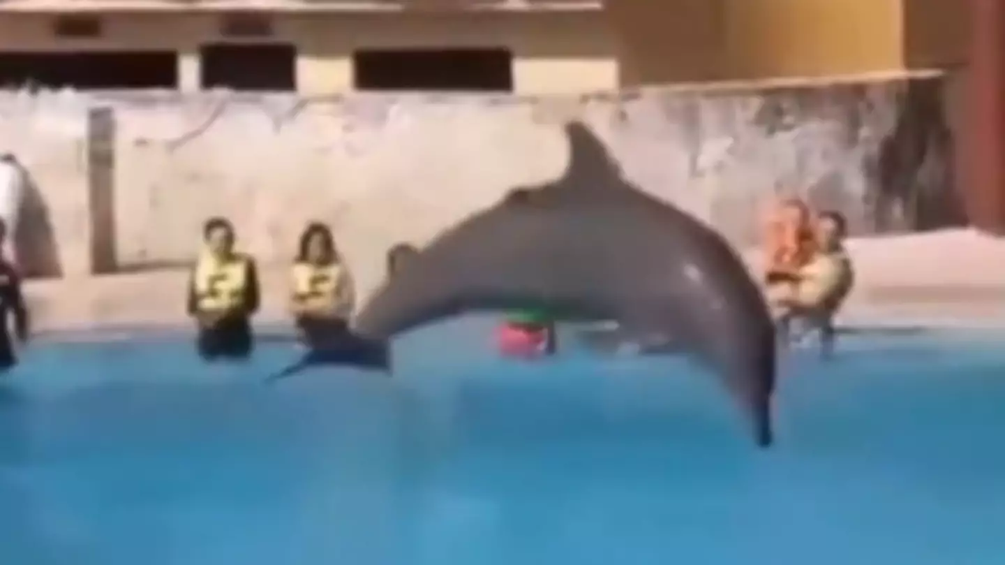 Horrific moment dolphin 'jumps to its death' in front of audience during show at notorious resort
