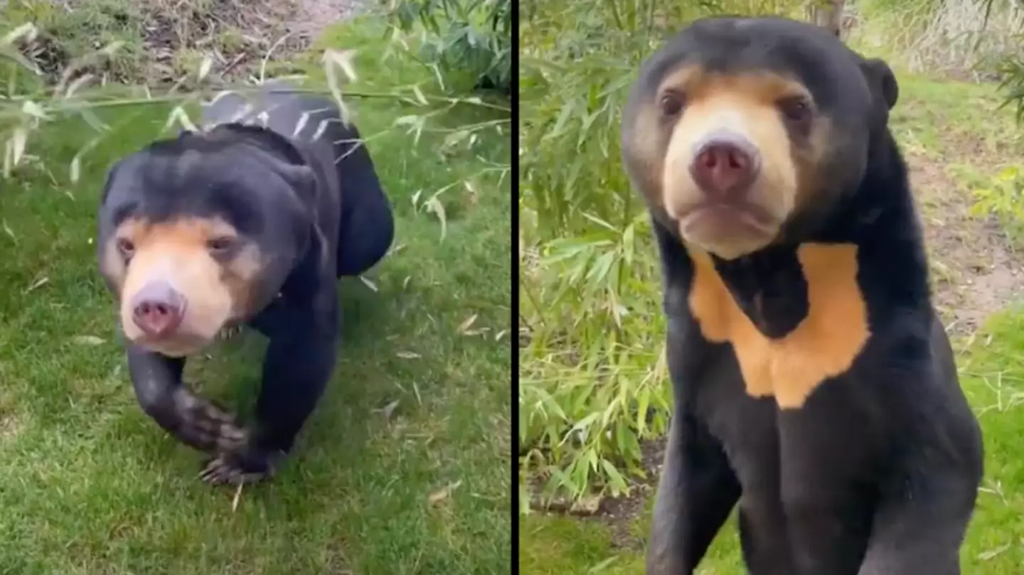 UK wildlife park shares another sun bear standing 'like a human' after zoo sparks debate