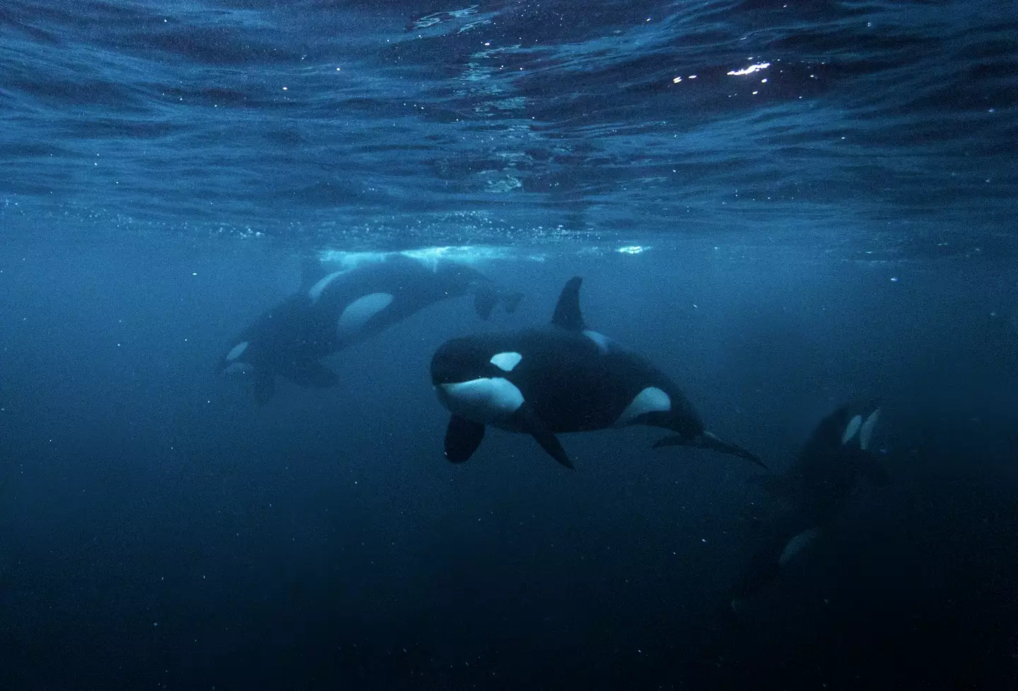 Wild male orcas tend to live to the age of 30, while females can live to between 30-90 years.