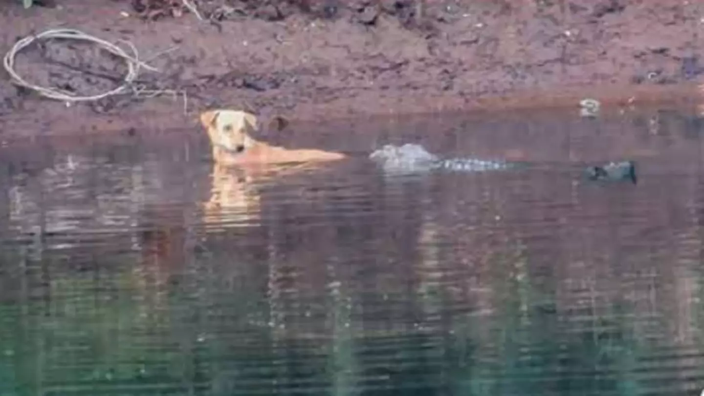 The crocodiles helped push the dog to safety.