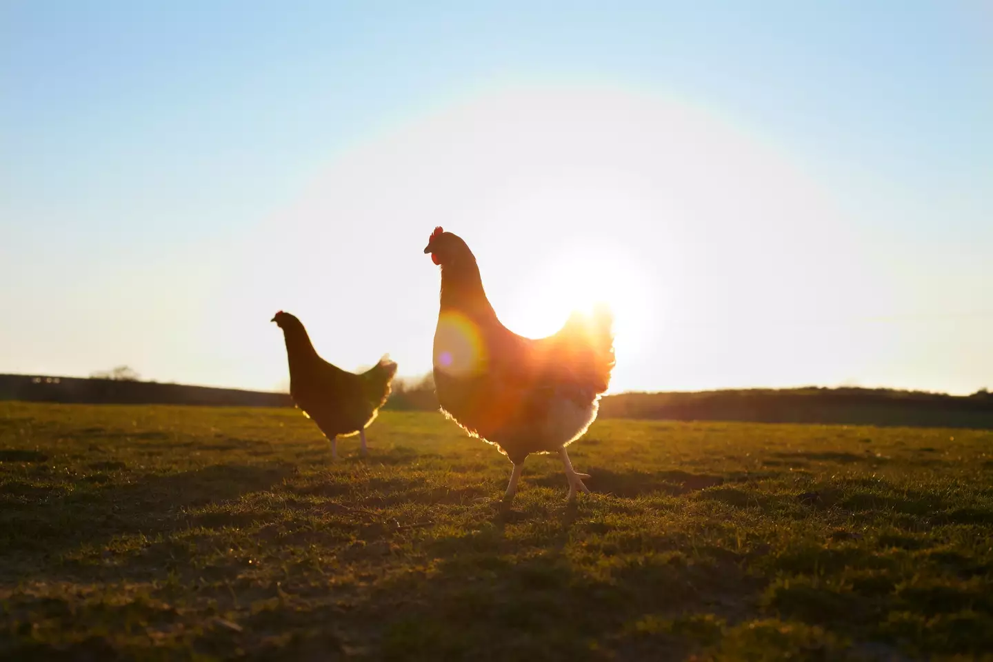 Scientists think they have finally found answer to age-old chicken and egg debate 1 You have to have a chicken to lay an egg, right? (Getty Stock Photo)