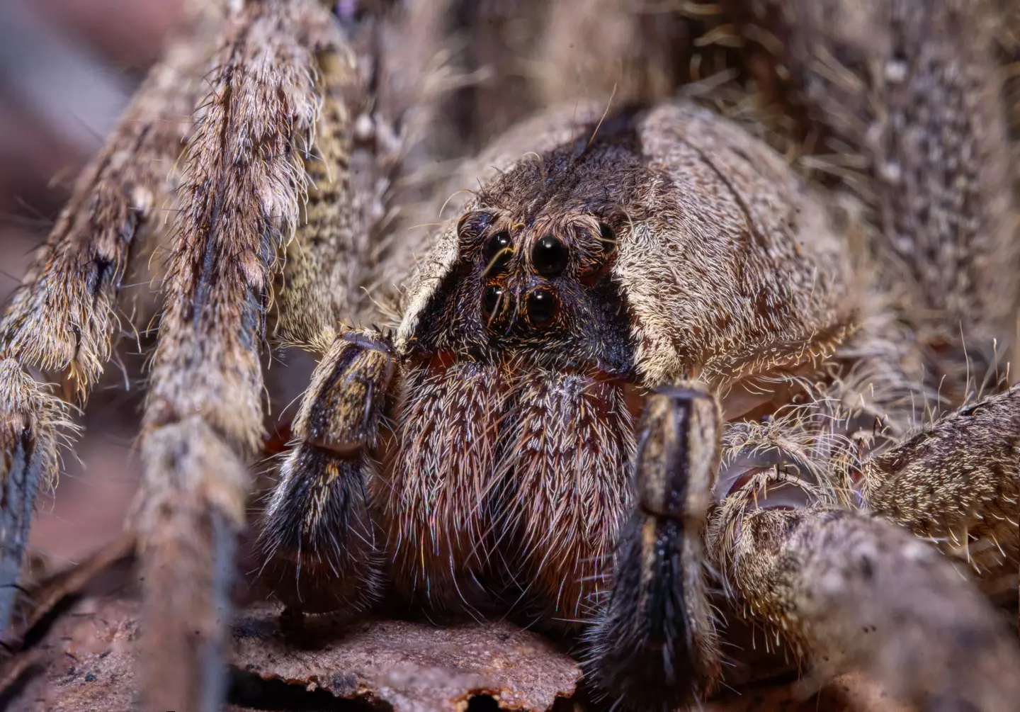 Peruvian Wolf Spider.