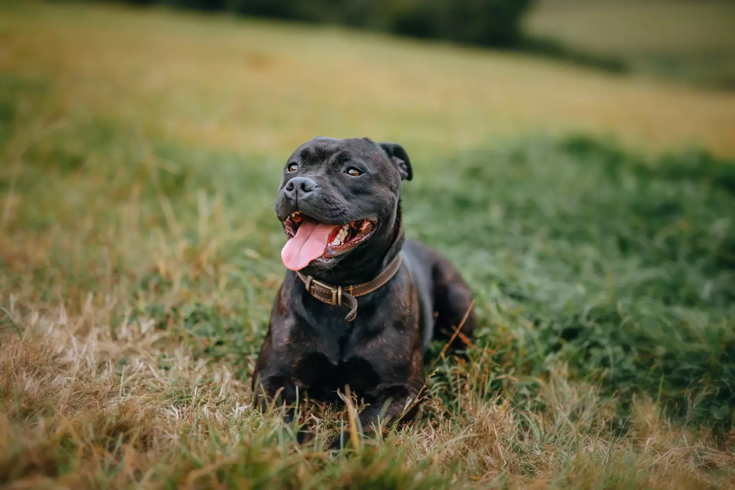 Staffordshire bull terriers are responsible for a large number of bites.