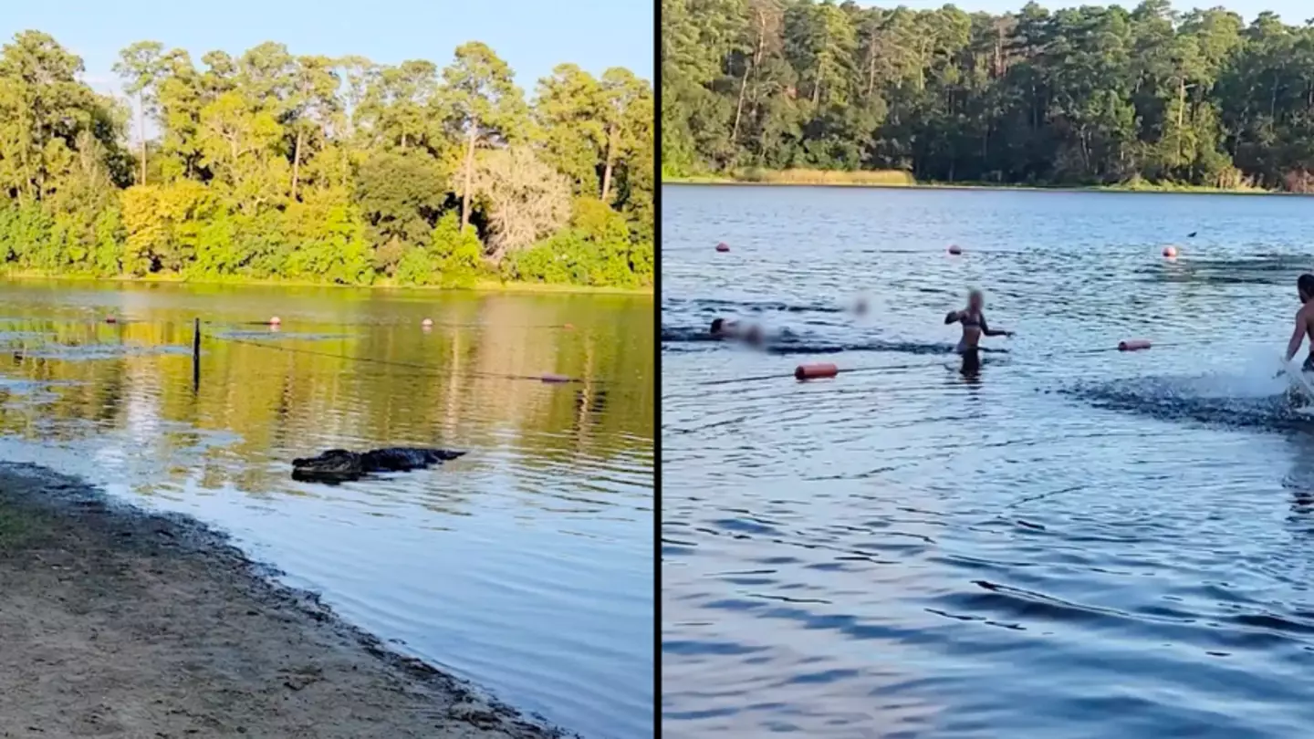 Huge alligator in 'attack mode' creeps up on kids in water