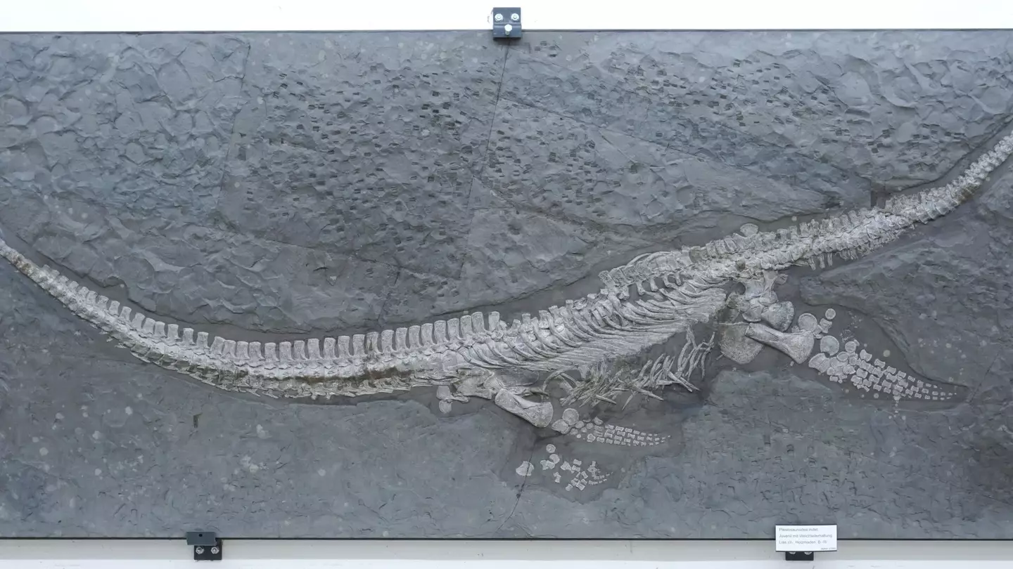 State Museum of Natural History Stuttgart