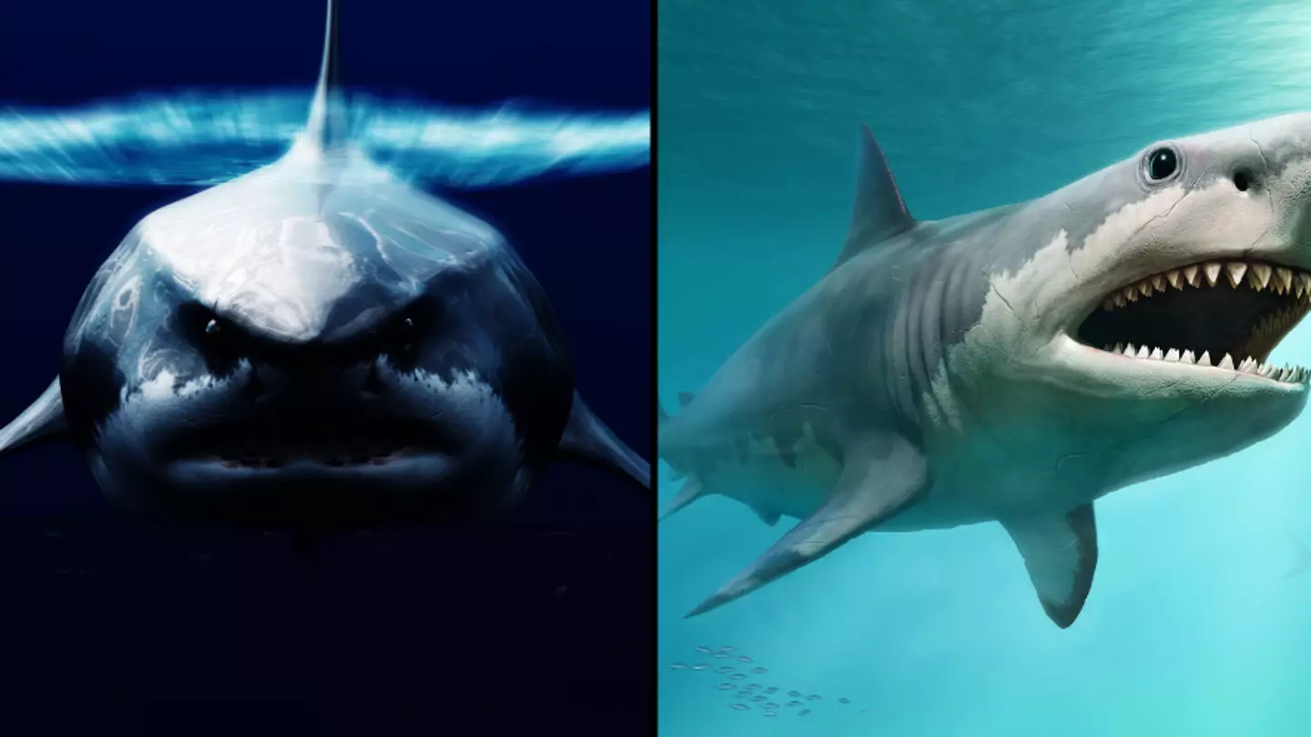 Scientists think they have answer to whether Megalodon shark still exists in sea