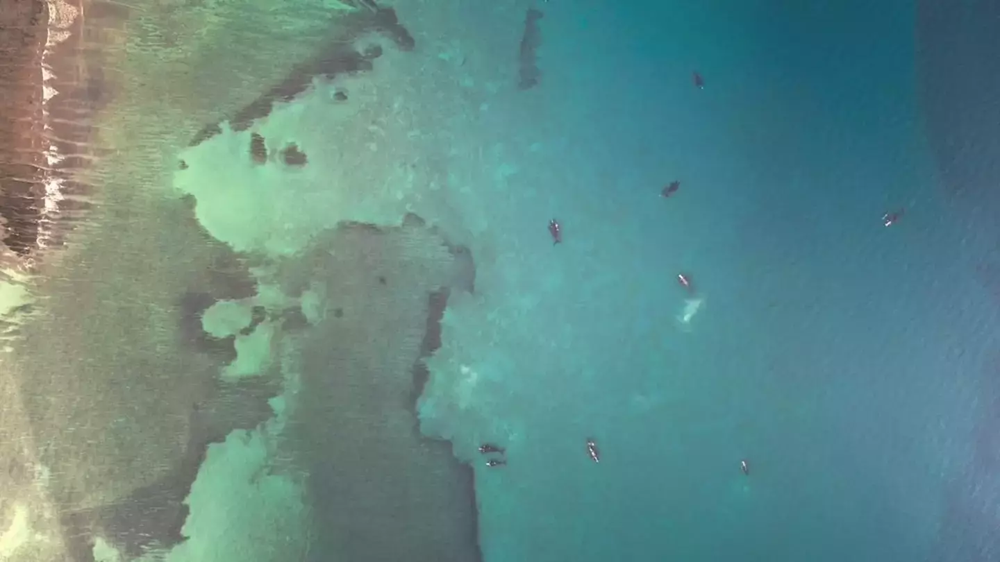 The crew for Planet Earth III stepped in to help sea lions who'd been caught in fishing nets, as that one is our fault. (BBC)