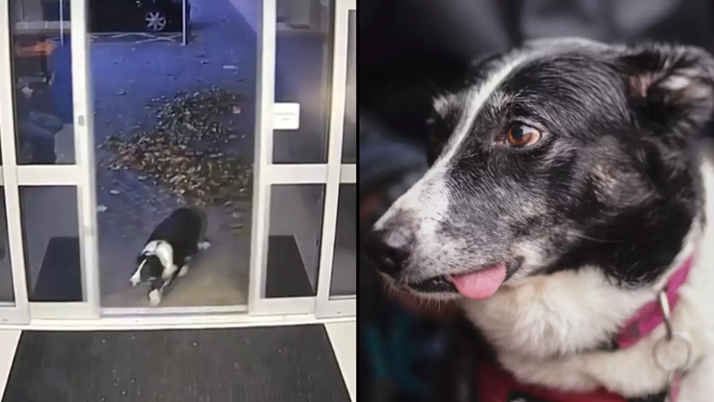 Clever Border Collie hands herself into police after getting lost on a walk
