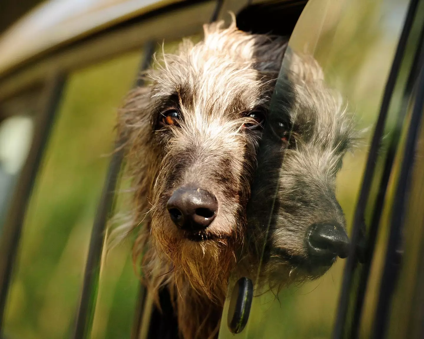 Car buying service Choose My Car has issued a warning to motorists when driving with their pet in the vehicle.