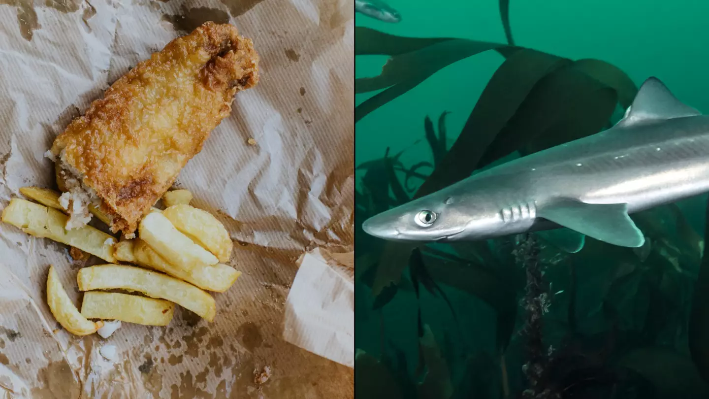 UK chippies have been selling shark and chips to 'unsuspecting' customers