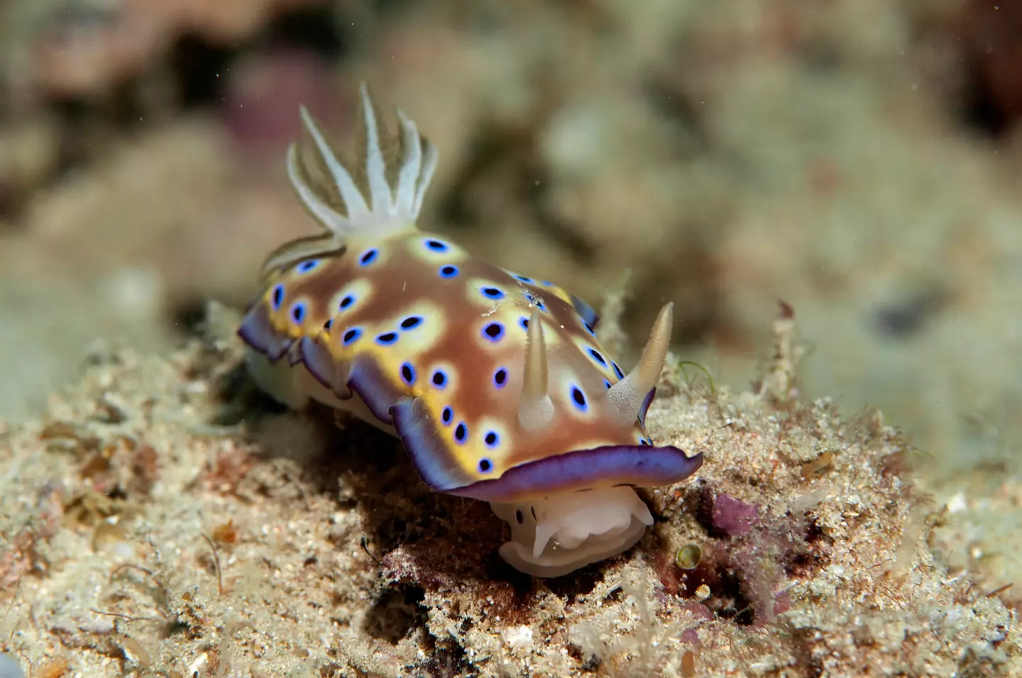 Sea Slugs are a hugely varied kind of animal.