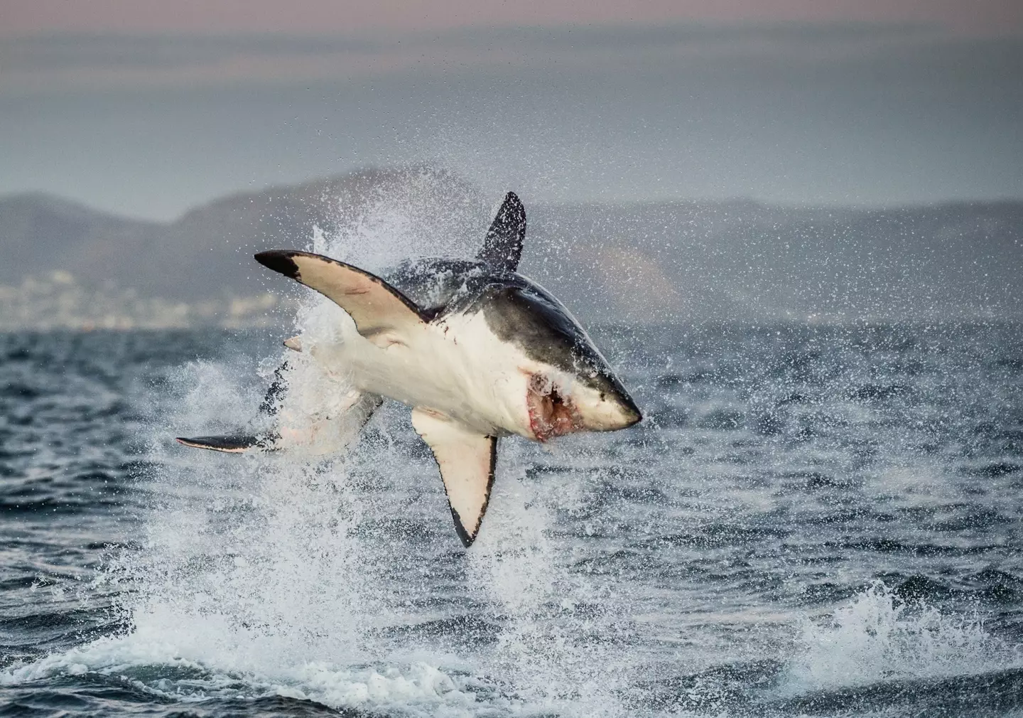 A group of great white sharks have not returned to the patch of waters where orcas have been known to rip out their livers.