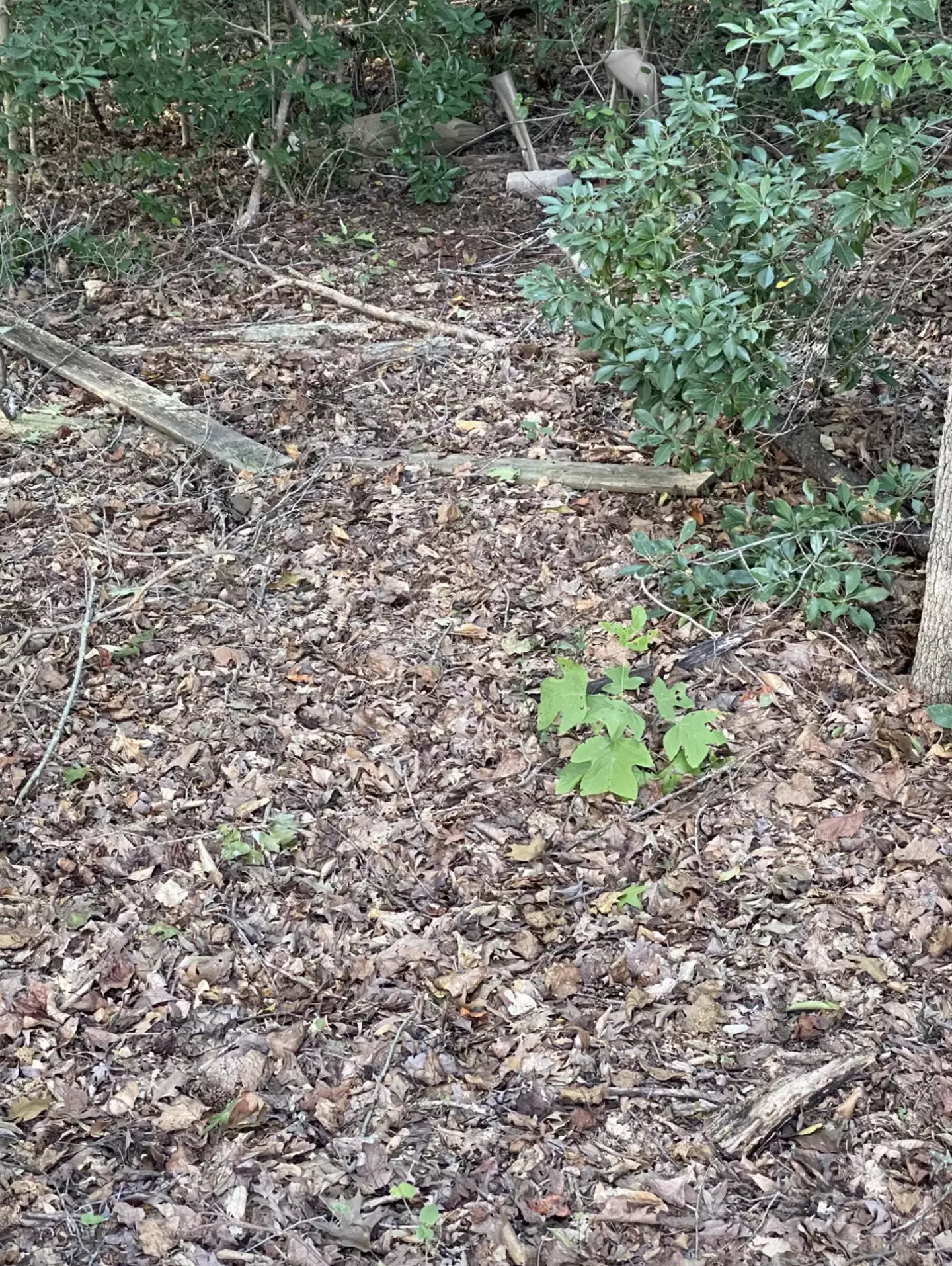 A picture of a copperhead snake in the woods has left people equally baffled (Reddit)