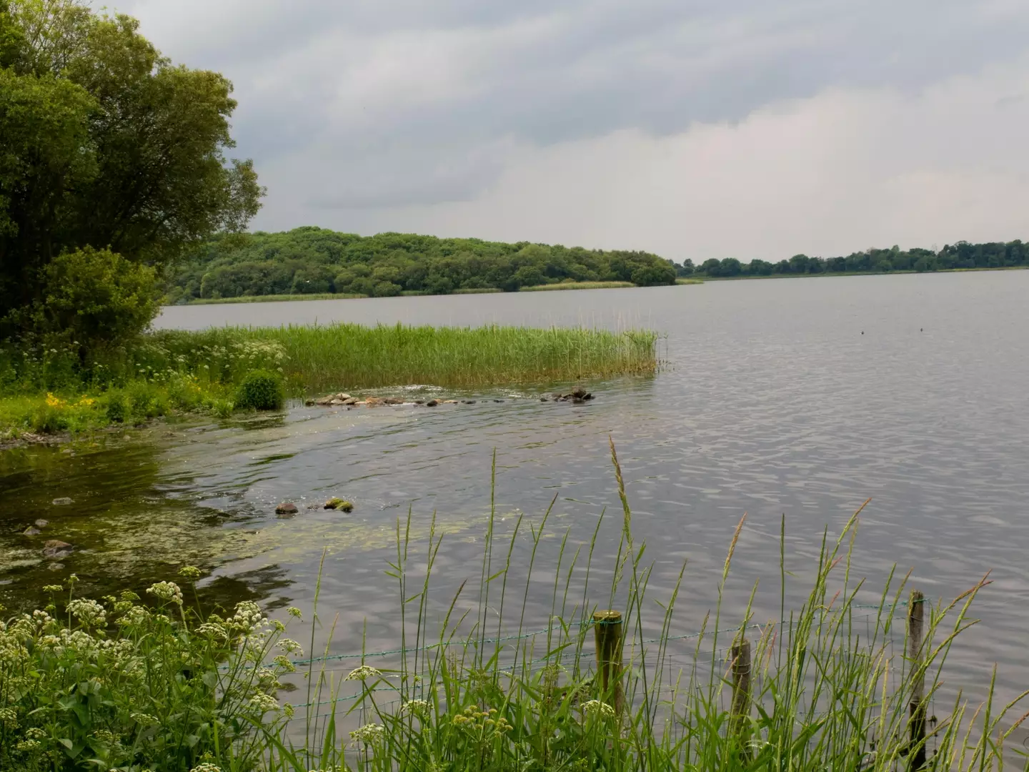 The poisonous algae was found near Lough Neagh in Northern Ireland.