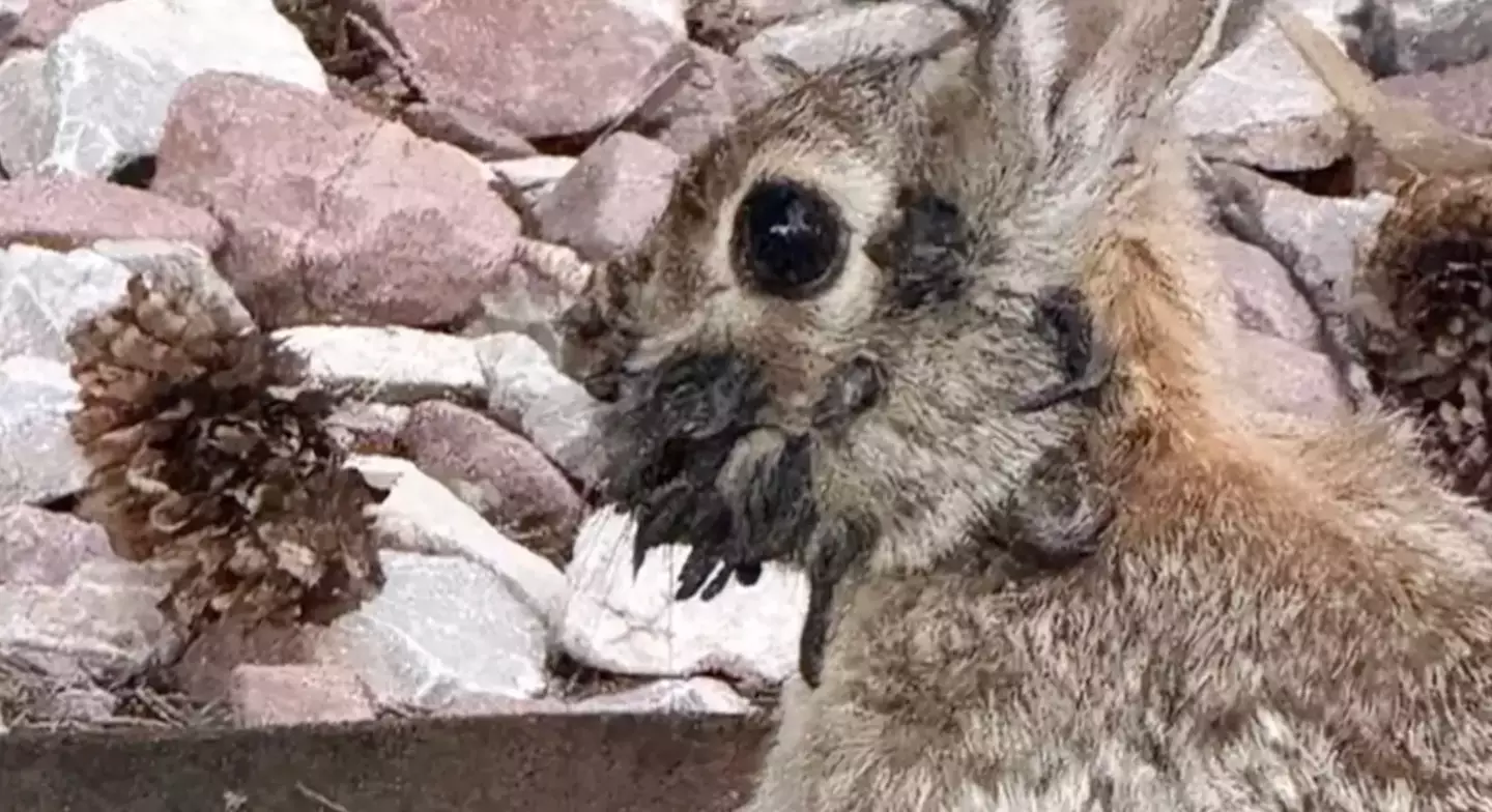 The animals have been spotted with black tentacle-like growths sprouting from their fur (Reddit)