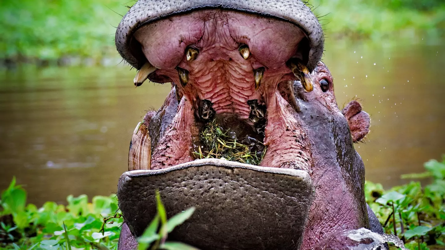 Man explains how he miraculously managed to escape after being held captive in wild hippo's throat