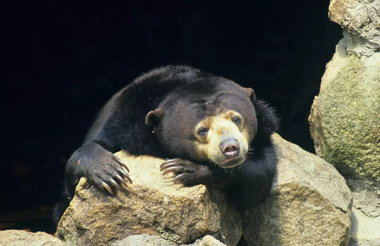 A Sun Bear.