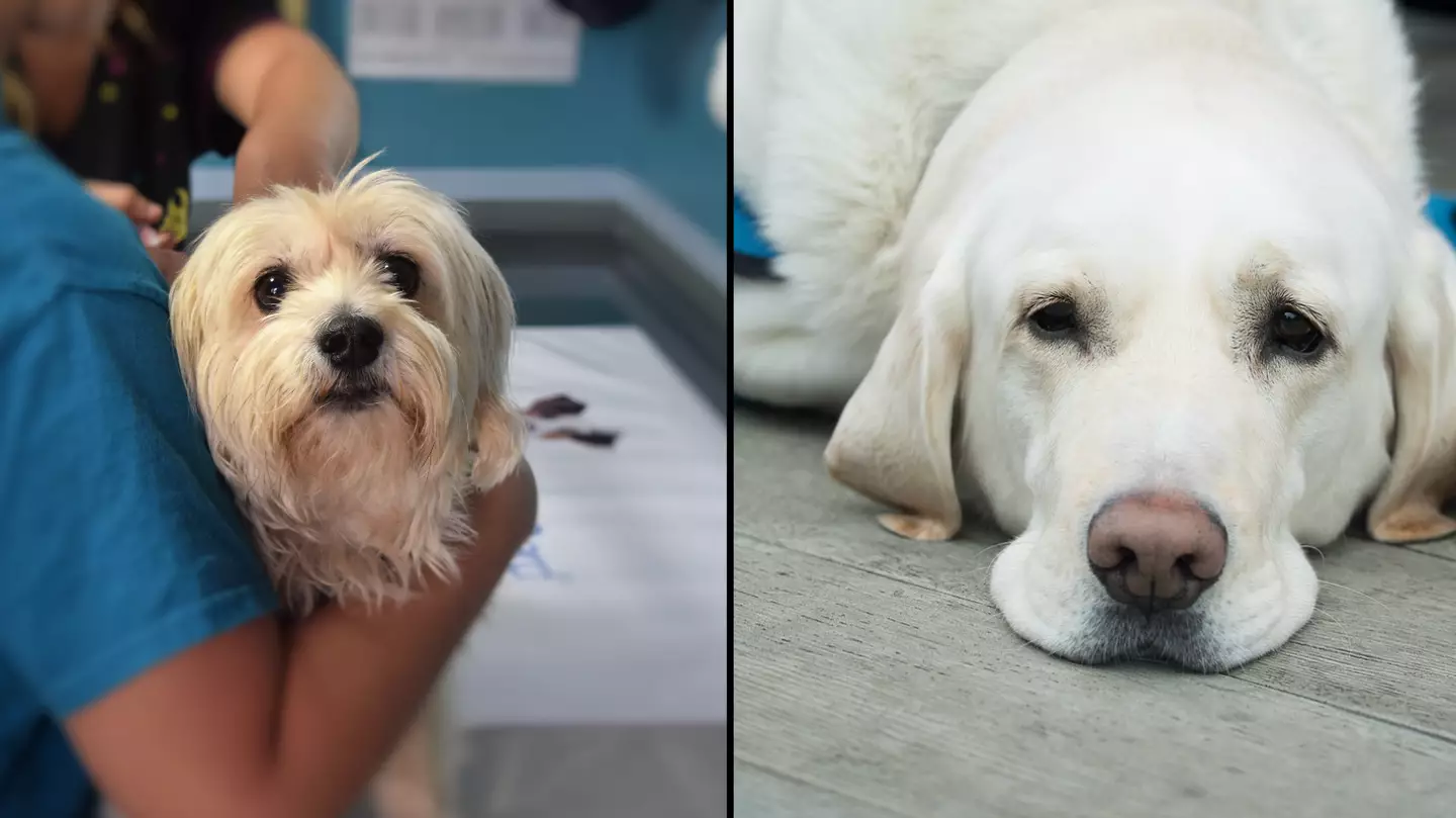 Vet makes heartfelt plea to dog owner's putting their pet down