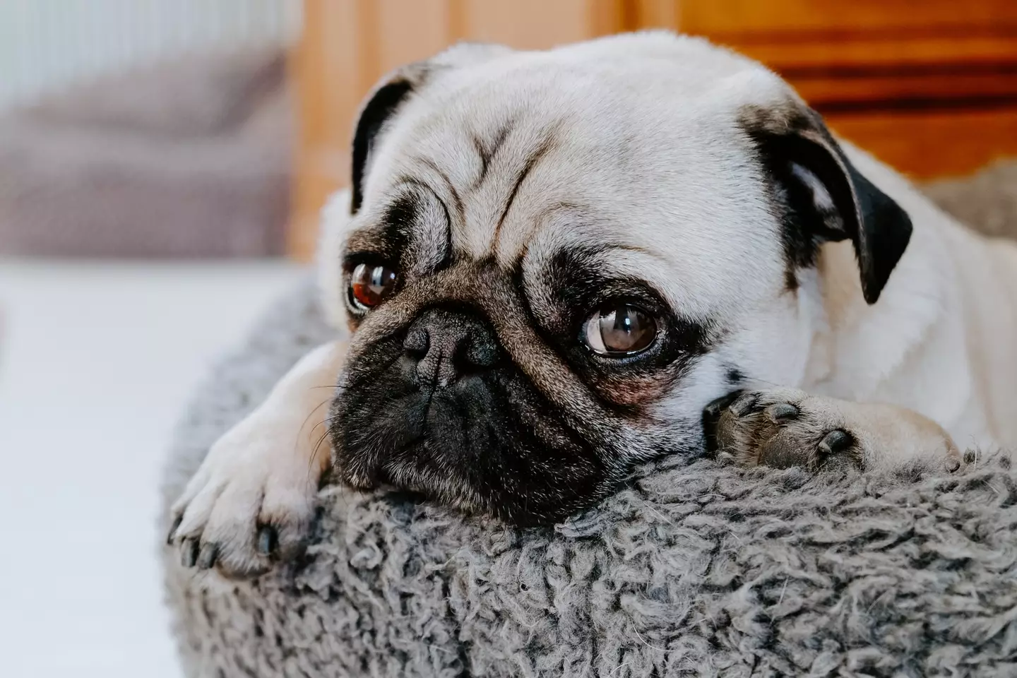 Dogs with flat faces, like pugs, 'tend to be more sensitive to extremes of temperature.’