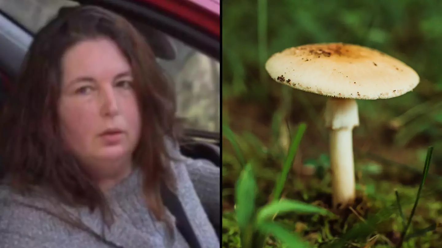 Growers dispute poisonous mushroom claims after woman says she bought ingredient at local store