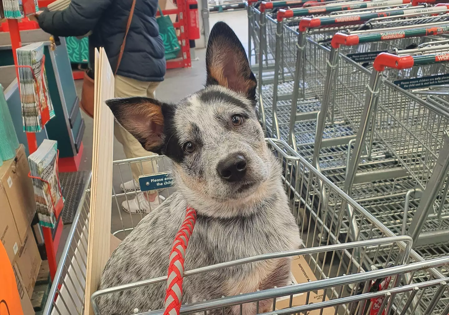 Barney’s first visit to Bunnings will melt your heart.