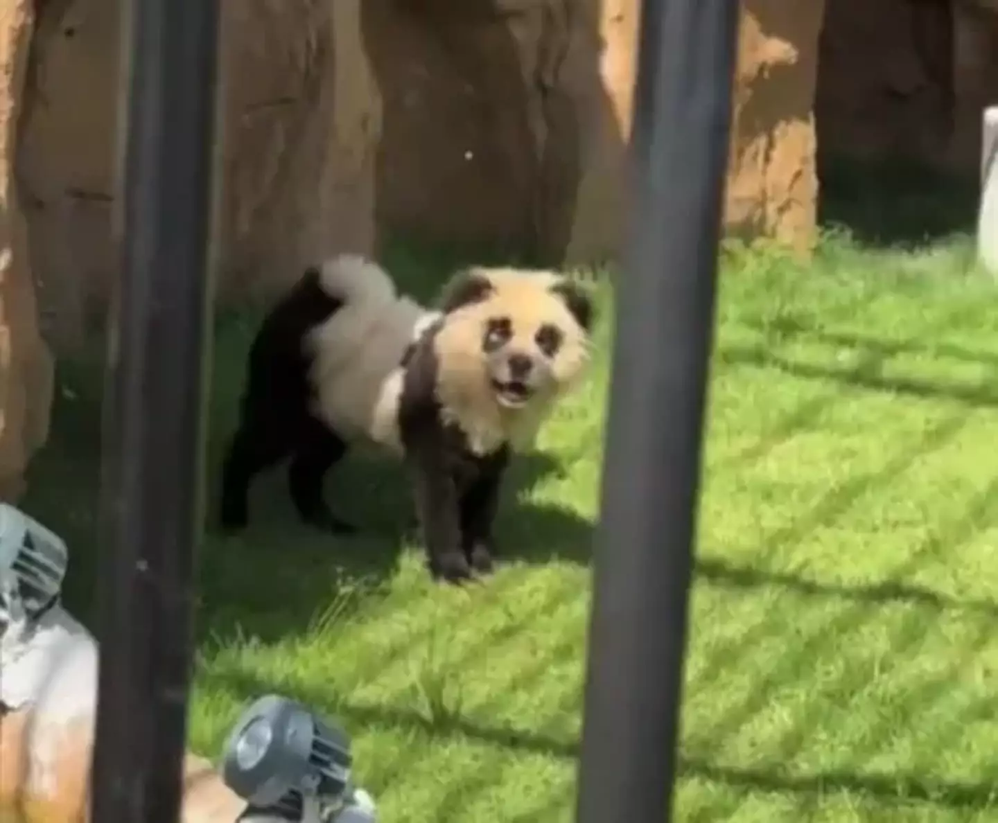 Visitors weren't convinced with the painted pooches (Asia Wire)
